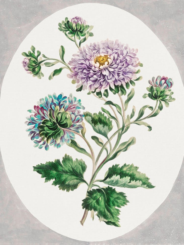 Chrysanthemums 1