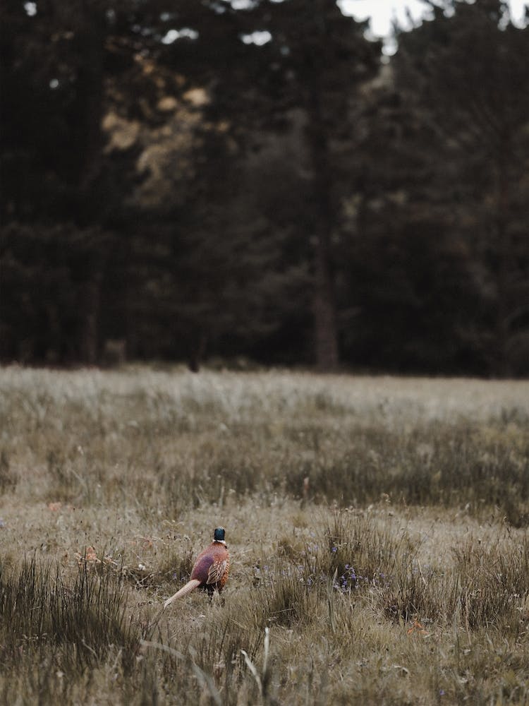 Pheasant Near Forest