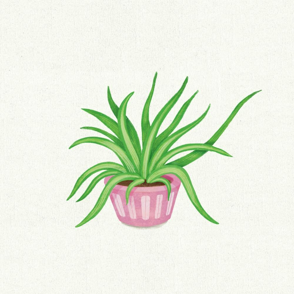 Spider plant