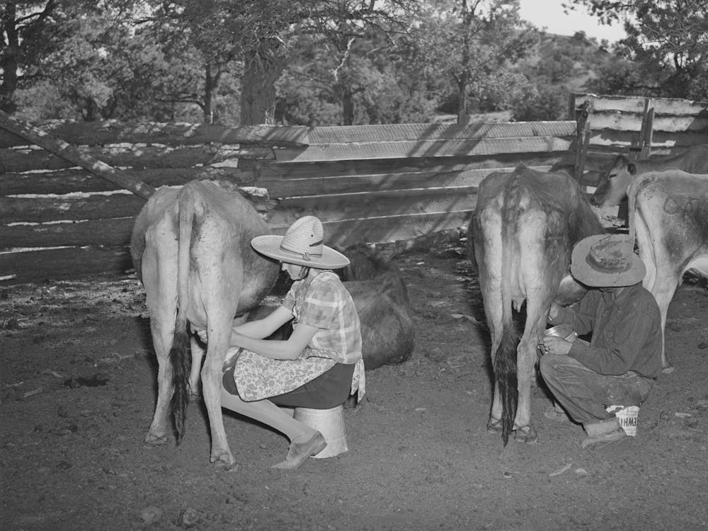 Mr And Mrs Caudill Milking, They Have Six Cows, Two Calves, And Have Milk For Their Own Use And Sell Cream To The