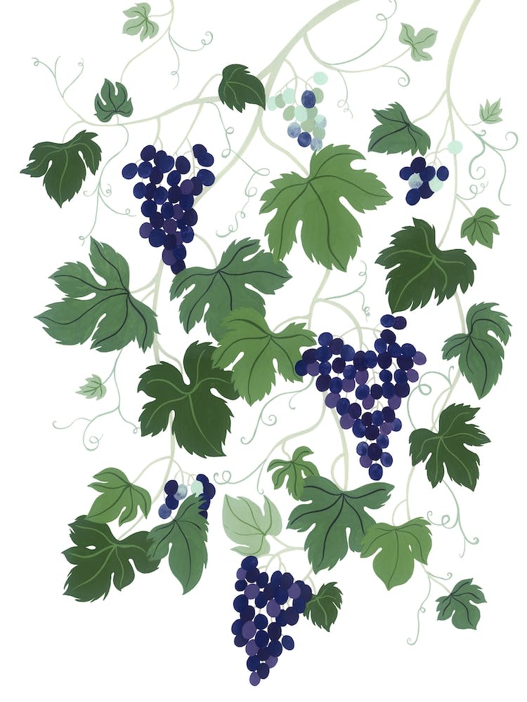 Mediterranean Plant Grapevine Botanical Painting