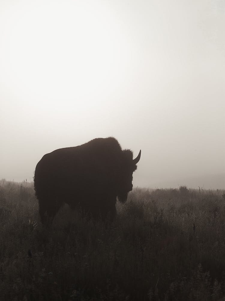 Bison Silhouette