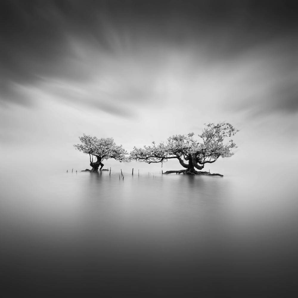 Two Trees In The Water