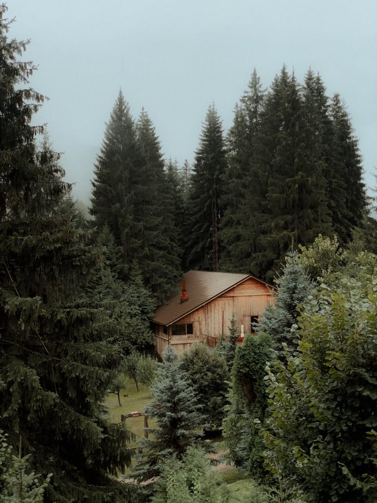 The Cabin In The Forest