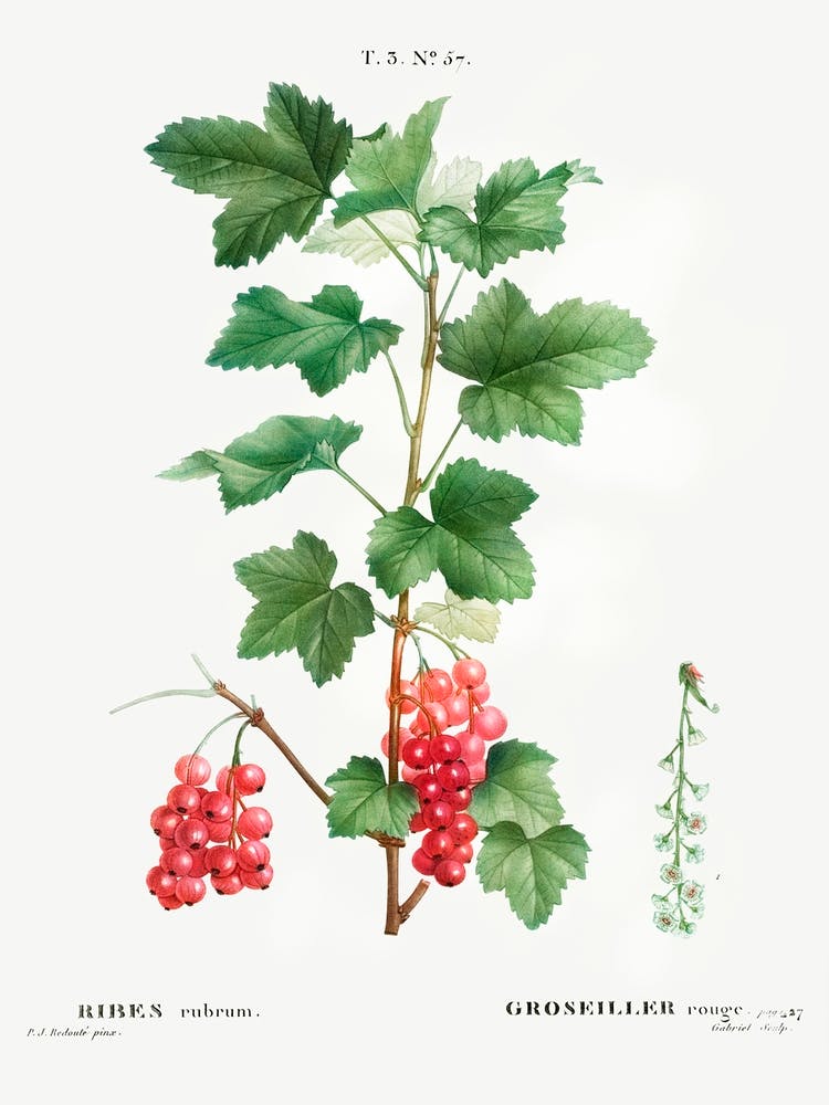 Redcurrant, Pierre Joseph Redoute