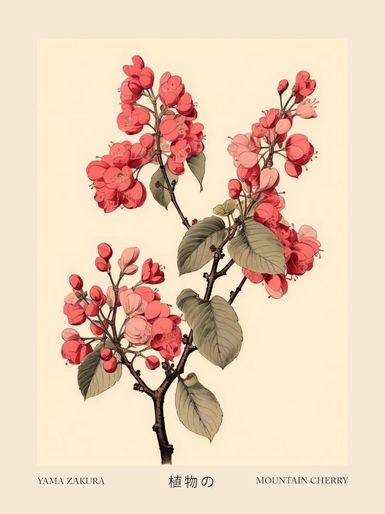 Yama Zakura Mountain Cherry 1 Vintage Japanese Botanical Poster