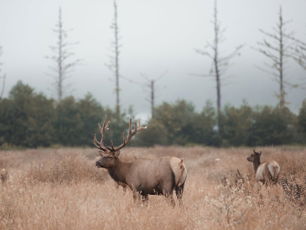 Elk In Misty Morning Field