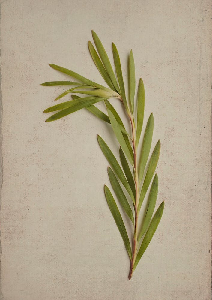 Fynbos 4