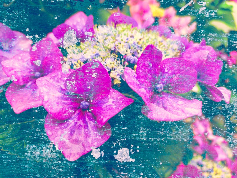 Purple Hortensia 1