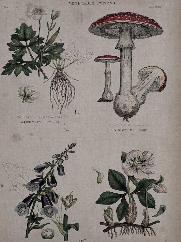 Mushrooms And Plants