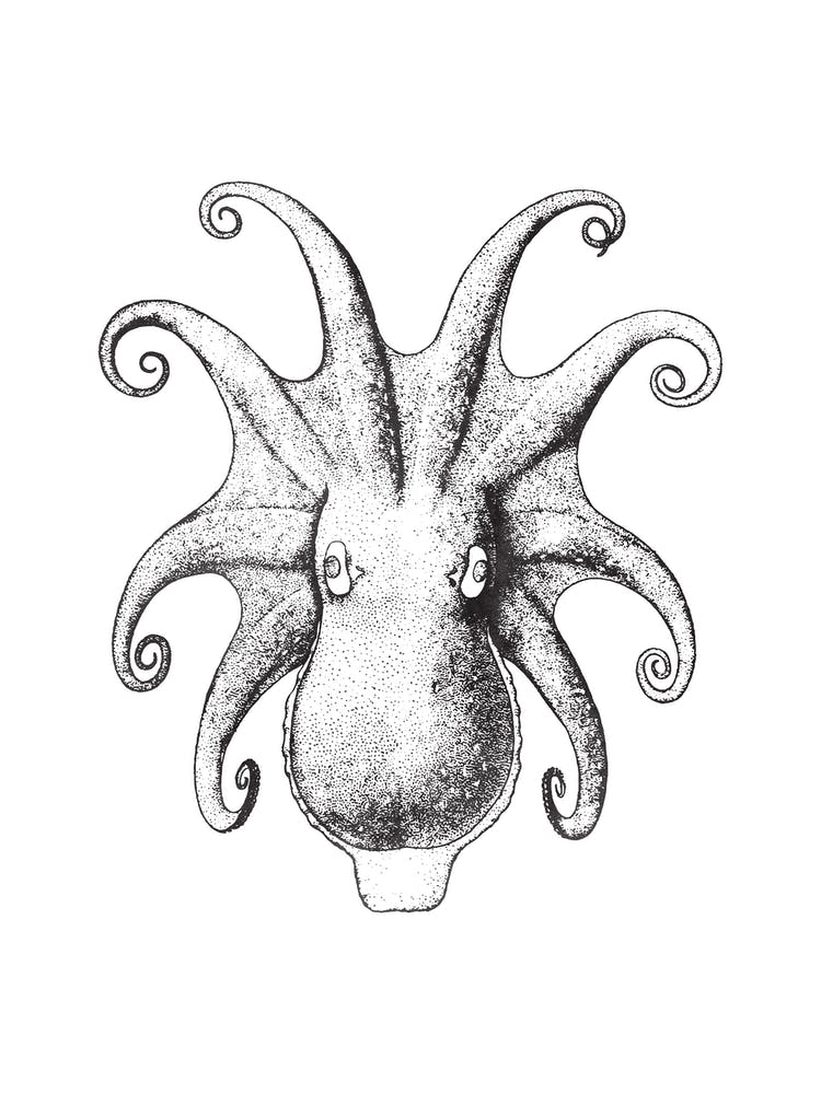 Inkpress Squid