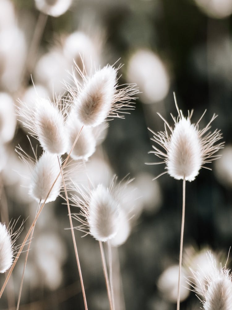 Bunny Tail Flowers