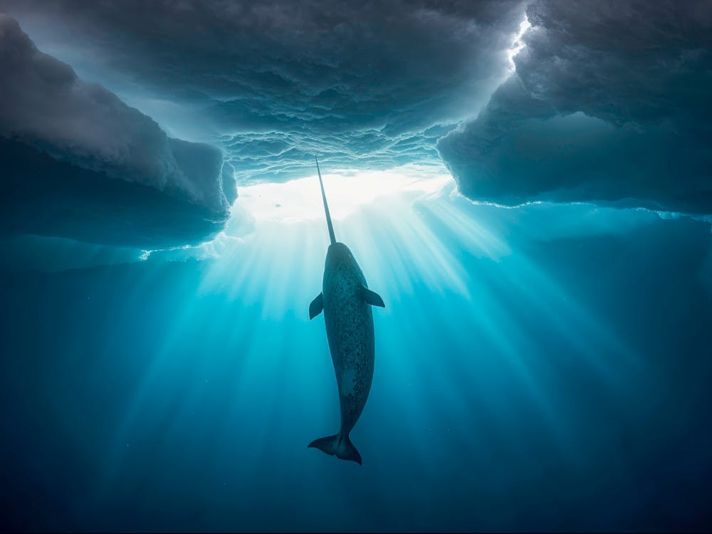 Narwhal In The Ice