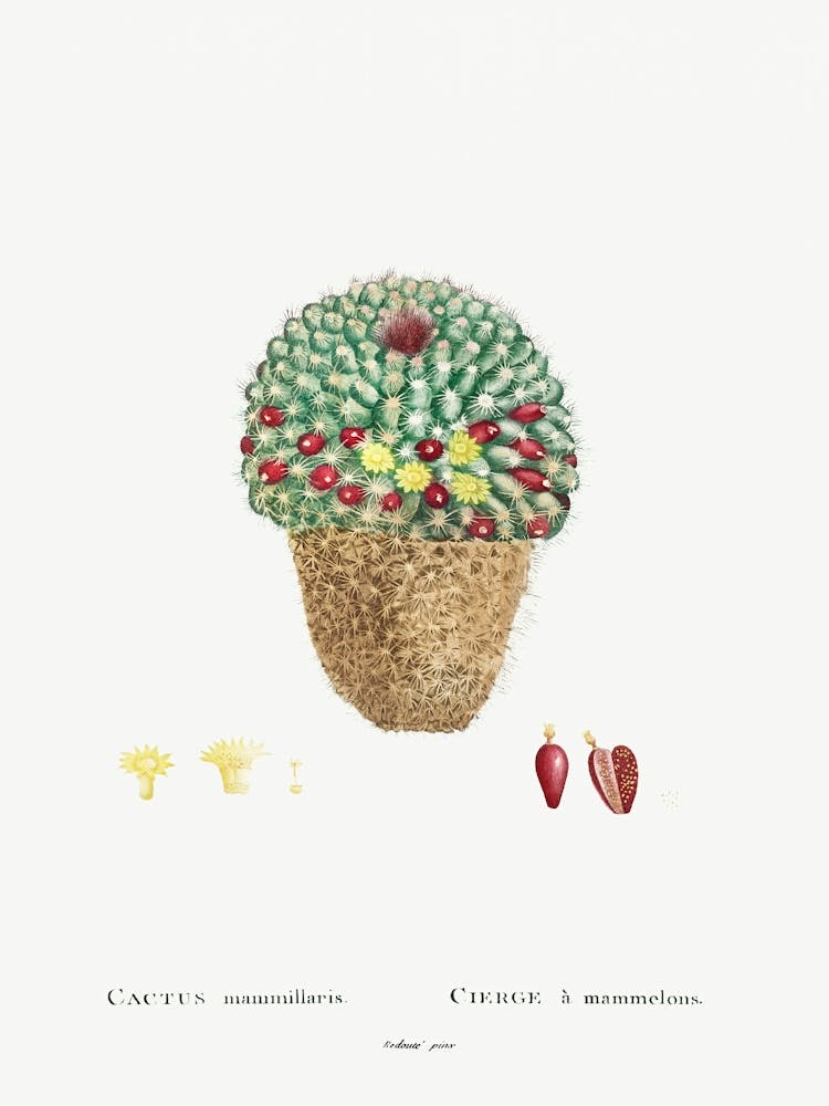 Cactus Mammillaria, Pierre Joseph Redoute
