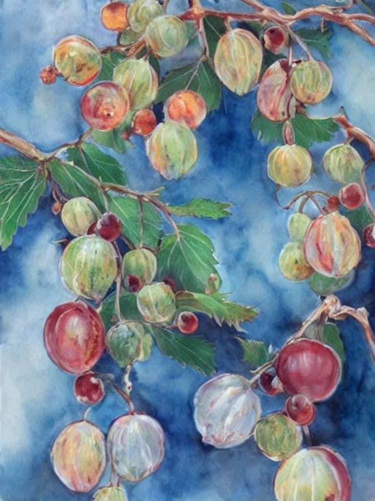 Gooseberry Classic Fruit