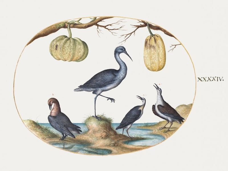 Godwit And Sandpipers With Two Gourds (1575–1580), Joris Hoefnagel
