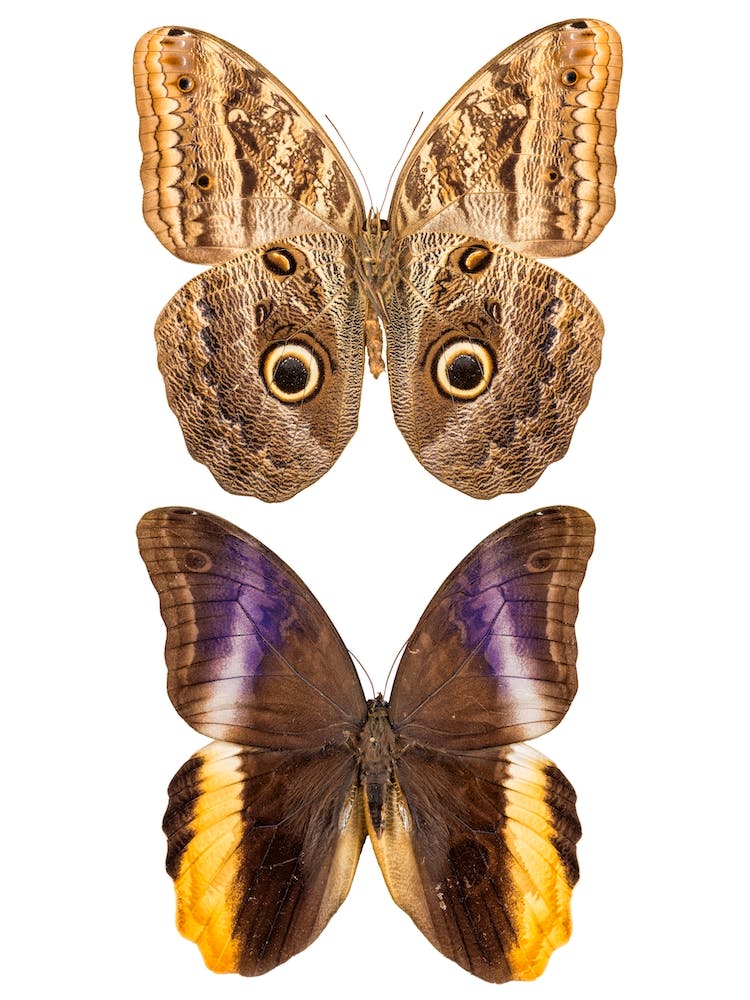 Two Beautiful Butterflies