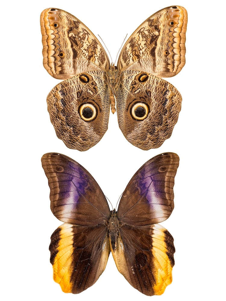 Two Beautiful Butterflies