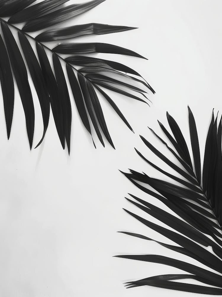 Black And White Palm Leaves 1