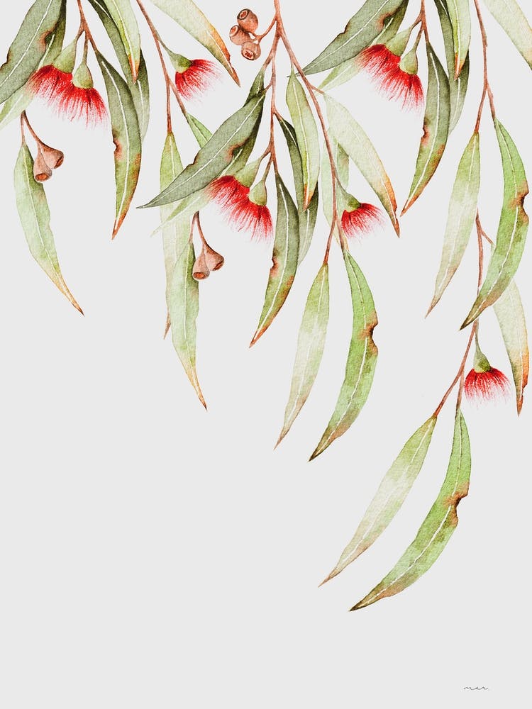 Eucalyptus Eremophila Ii