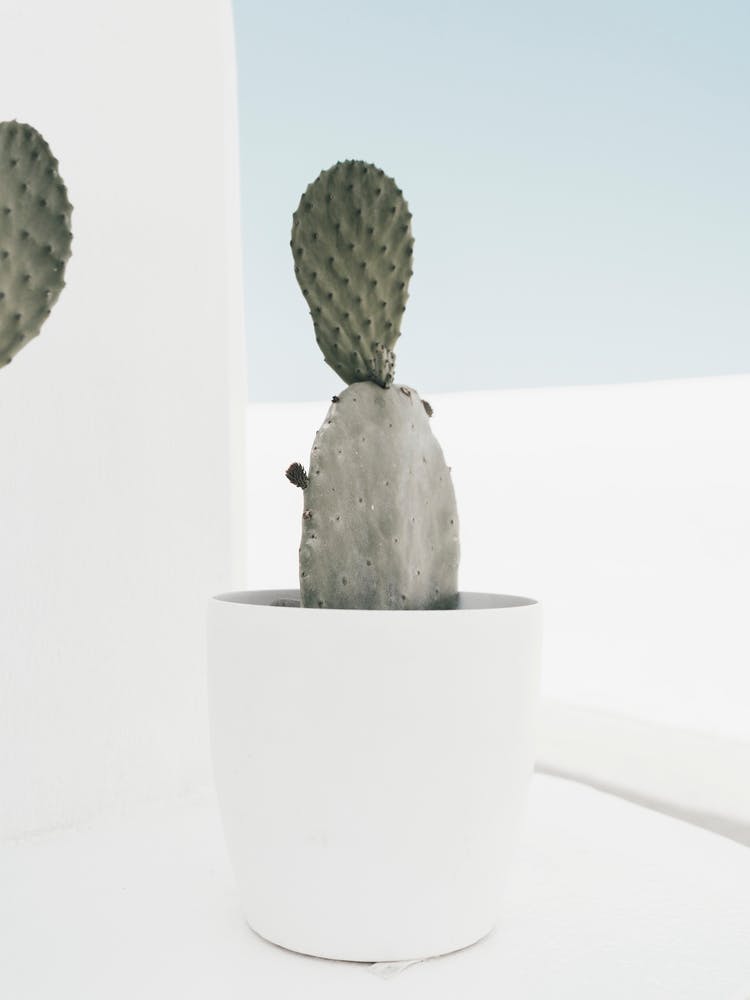 Minimal Cactus, Santorini