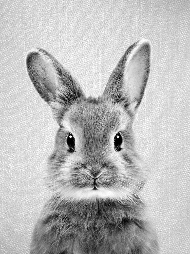Baby Rabbit - Black & White