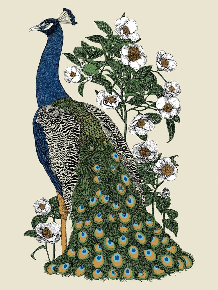 Peacock