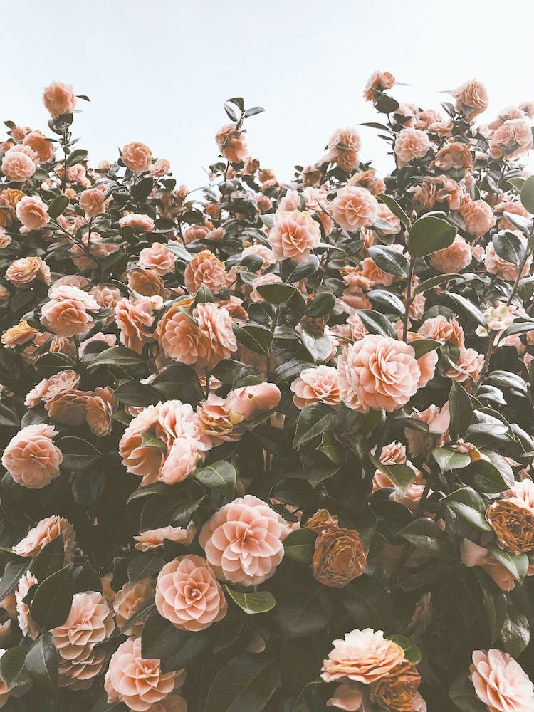 Pink Camellias Flowers