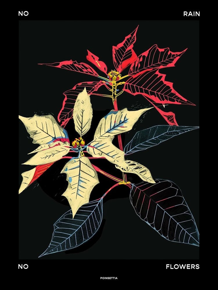 No Rain No Flowers Poster Poinsettia 1
