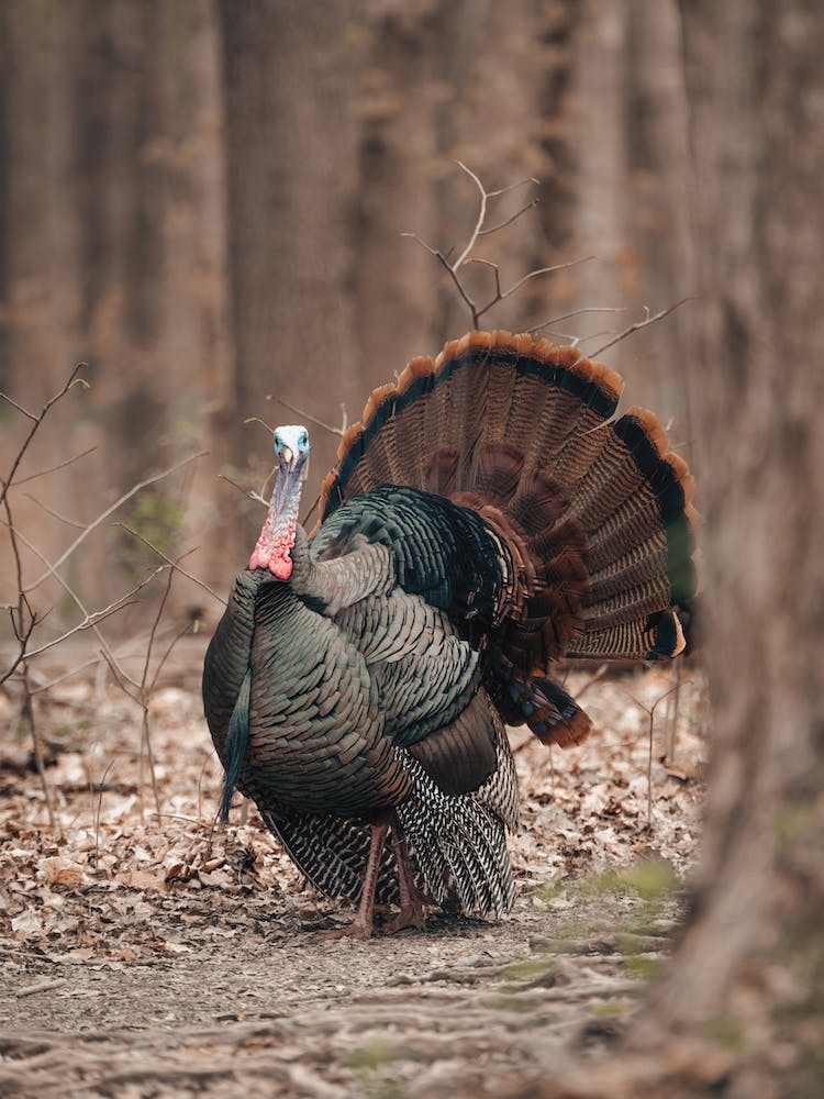 Turkey In Forest