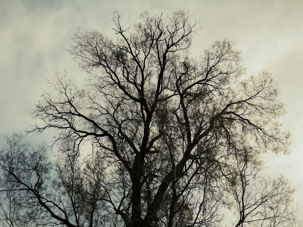 Silhouette Of Bare Tree