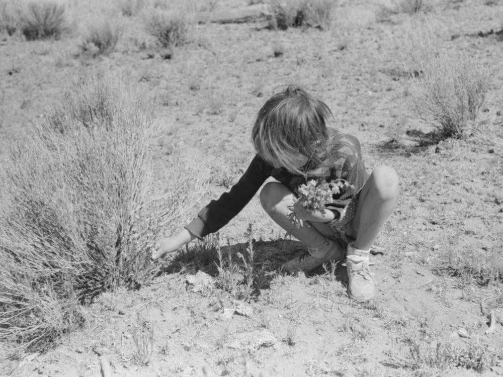 Josie Caudill Gathering Wildflowers, Pie Town, New Mexico By Russell Lee