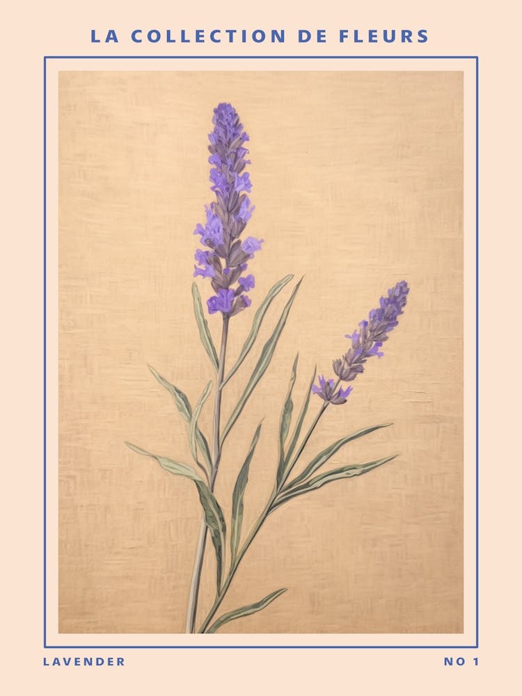 Lavender French Flower Botanical Poster