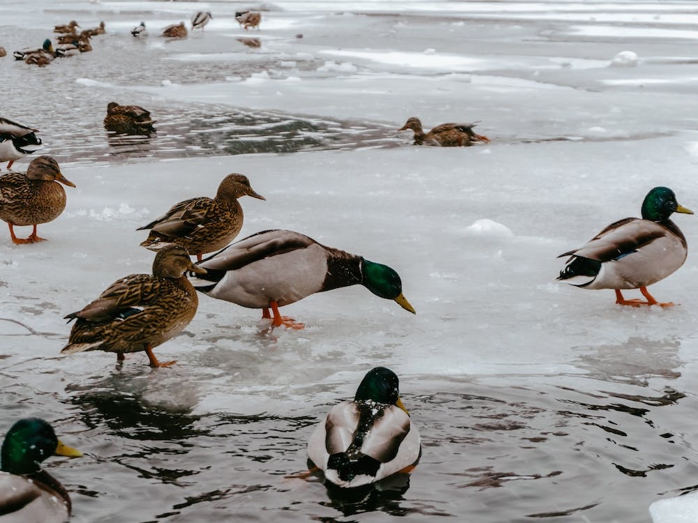 Ducks On Frozen Pond