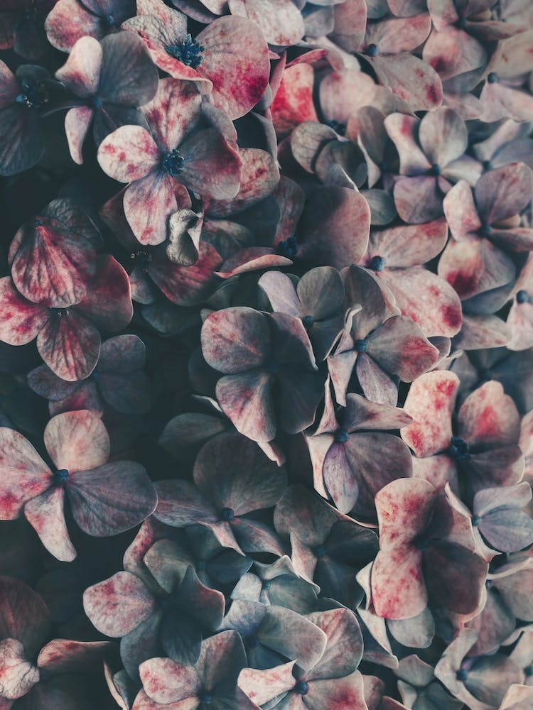 Flowers - Moody Blues