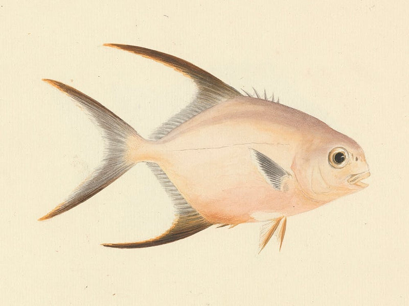 Unidentified Fish, Luigi Balugani 3