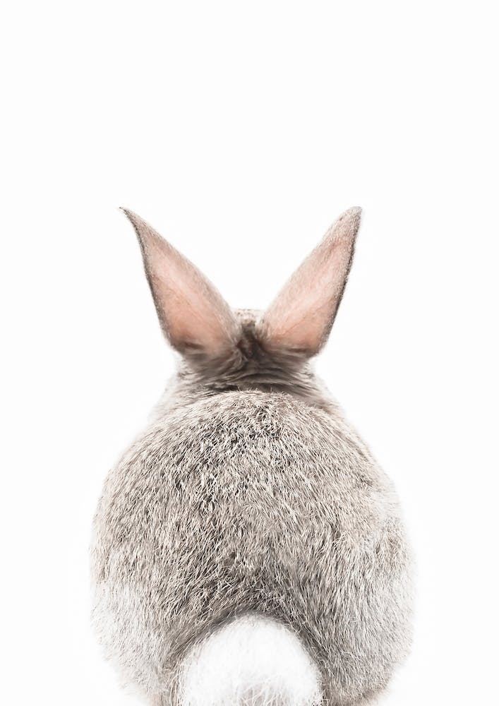 Bunny Tale