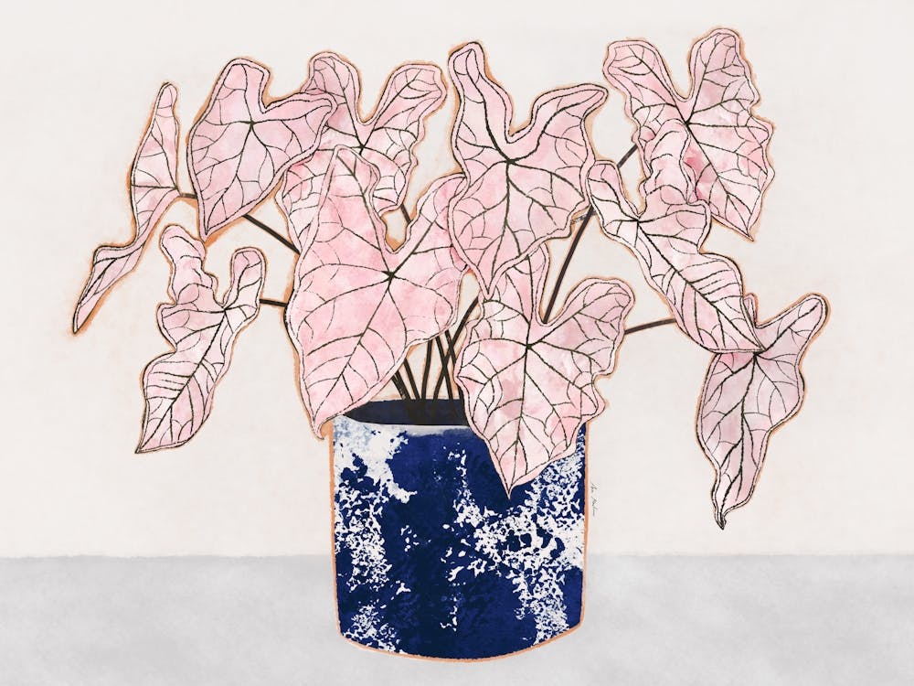 Pink Syngonium Plant