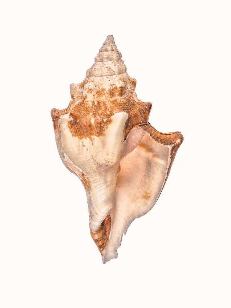 Shell I