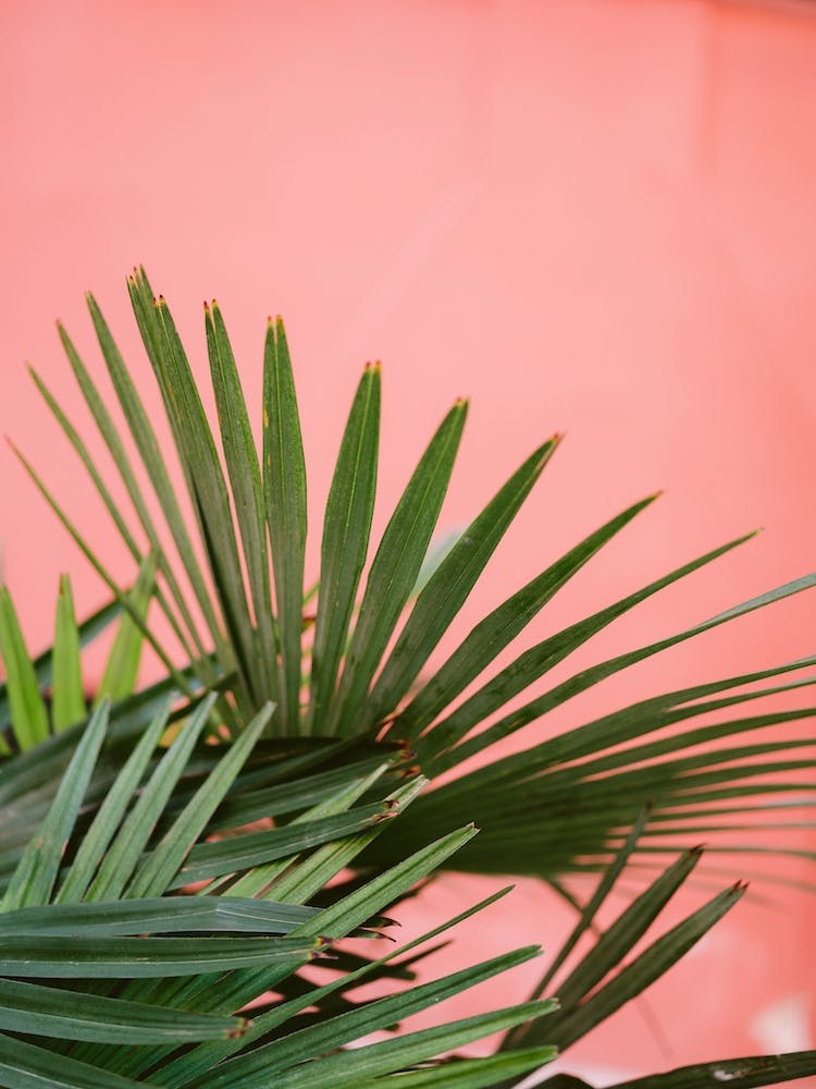 Pink Palm