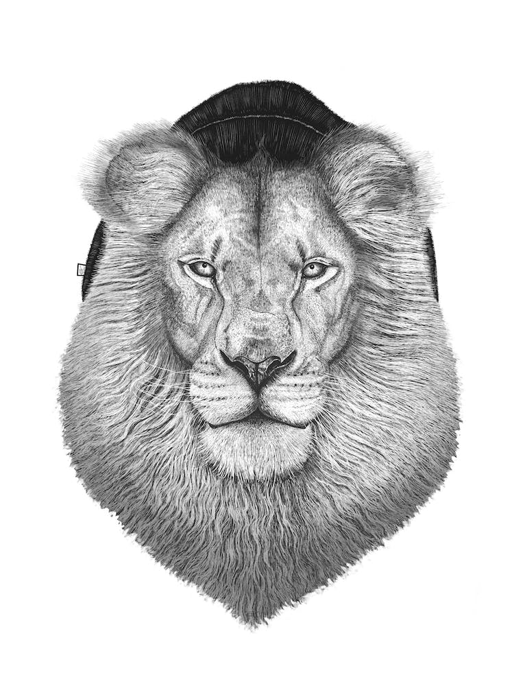 Lion In Hat
