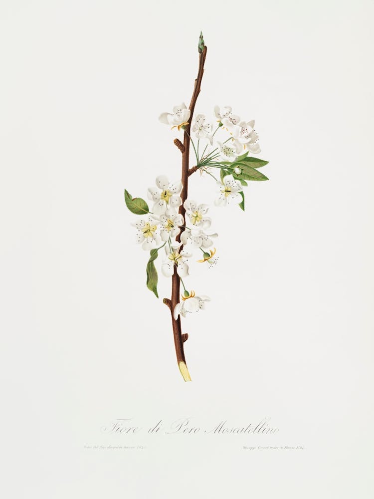 Musky Pear Flower (Pyrus × Bretschneideri) From Pomona Italiana (1817 1839), Giorgio Gallesio
