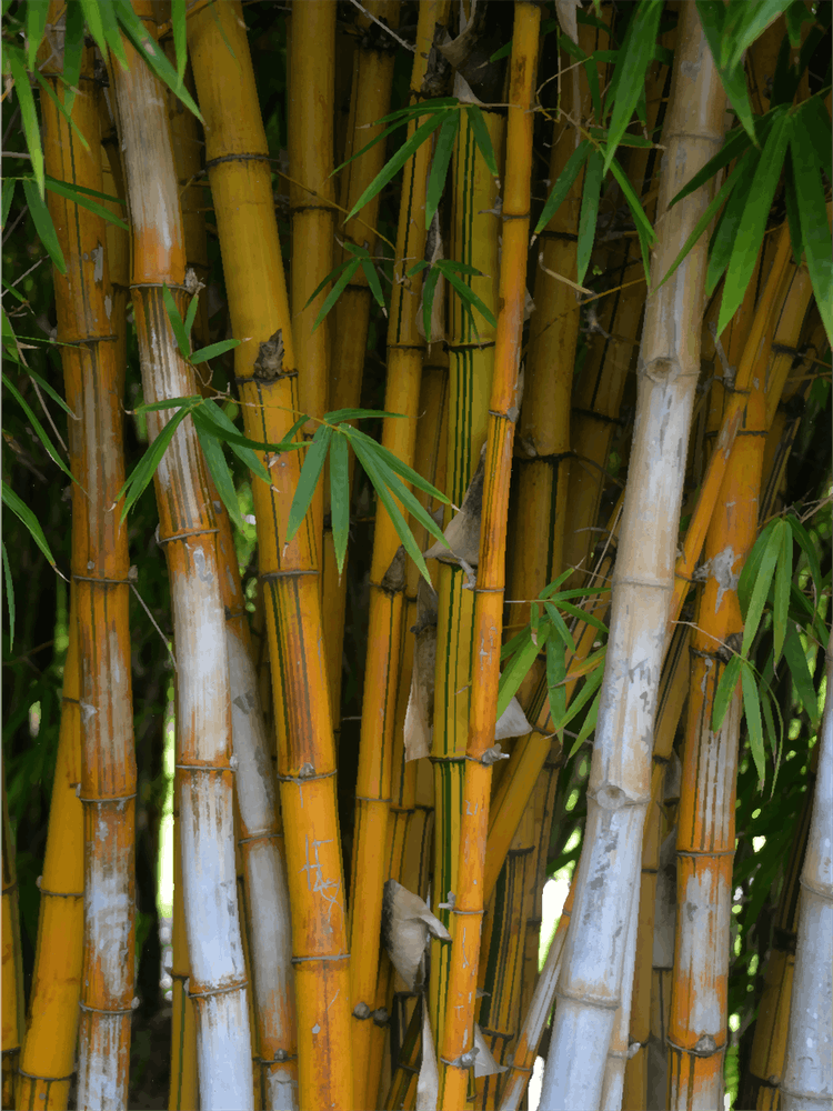 Bamboo Tree Photo