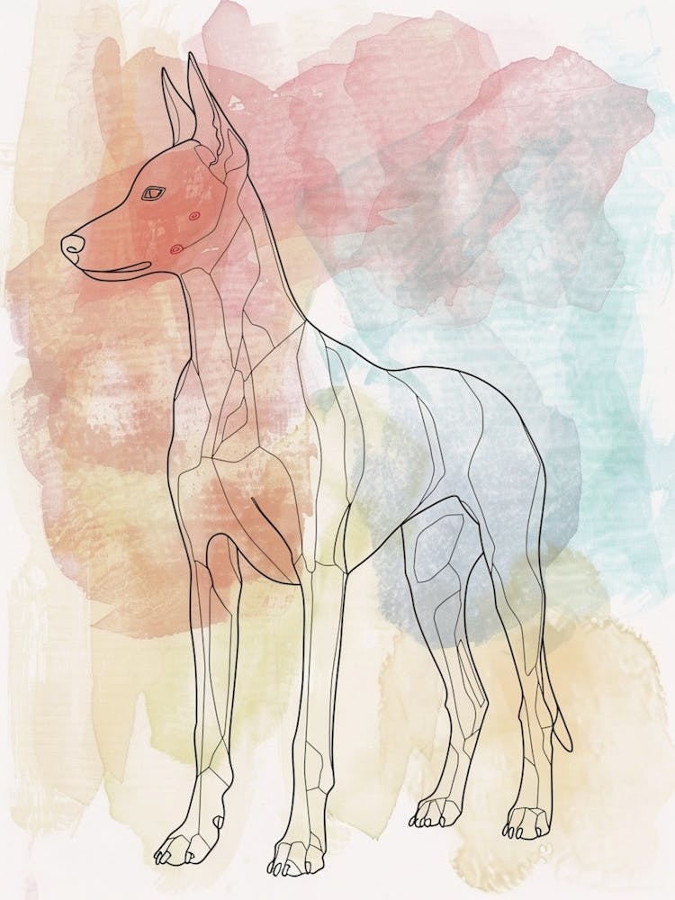 Pastel Watercolour Pharaoh Hound Dog Line Illustration 1