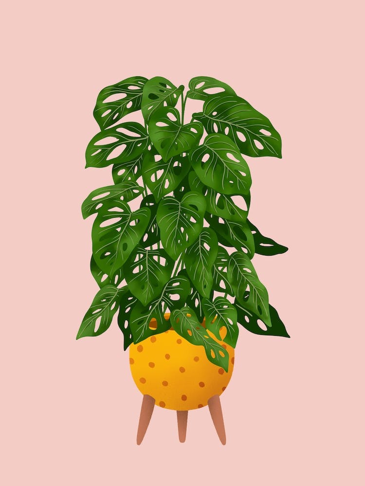 Monstera Adansonii On Pink