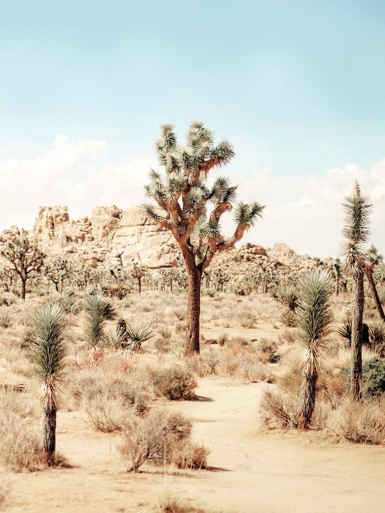 Joshua Tree