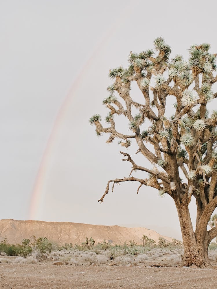 Desert Tree Rainbow