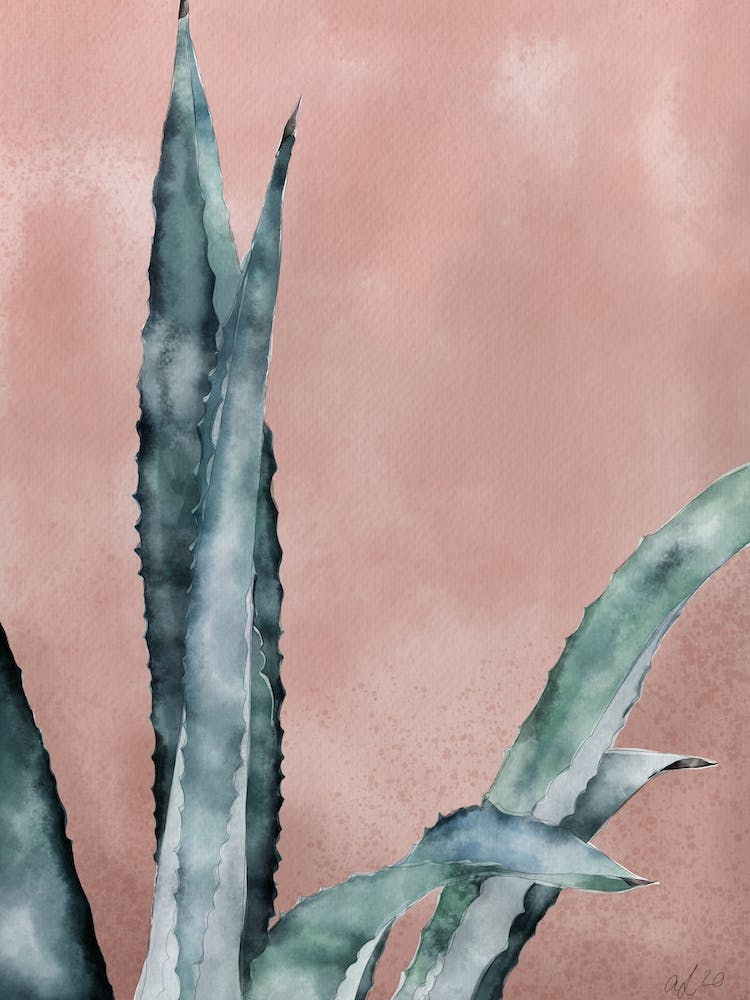 Cactus 2