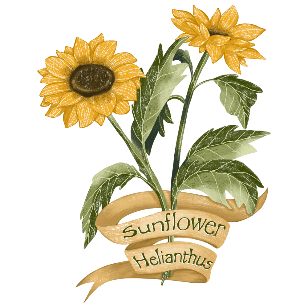 Sunflower botanical art
