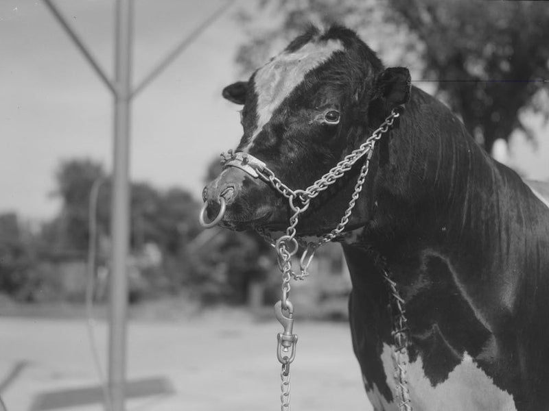 Stuffed Bull In Front Of Gas Station,Minnesota By Russell Lee